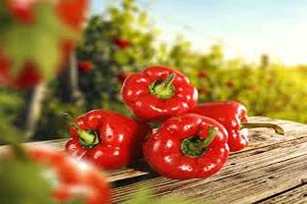 تصویر 4 از خرید و قیمت فلفل دلمه پخت و پز + فروش عمده